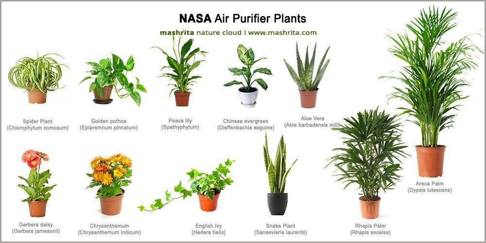 Want to know how to freshen your living space naturally?